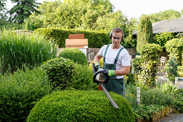 How Our Tree Care Process Works  in  Murillo, TX